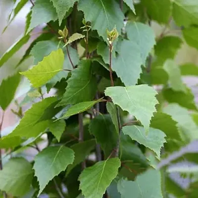 Береза ФАСТИГИАТА повислая   Береза ФАСТИГИАТА повислая  в Липецке