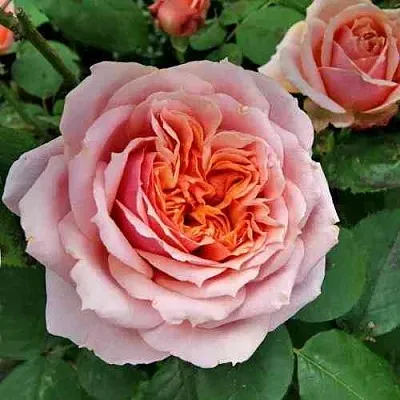 Саженцы роз ПОЛЬ БОКЮЗ шраб  Саженцы роз ПОЛЬ БОКЮЗ шраб в Липецке