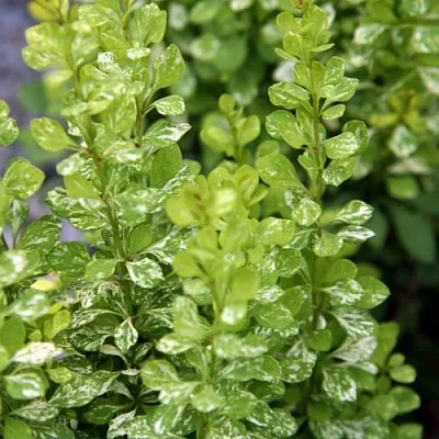 Барбарис ПАУ ВАУ тунберга  Барбарис ПАУ ВАУ тунберга в Липецке