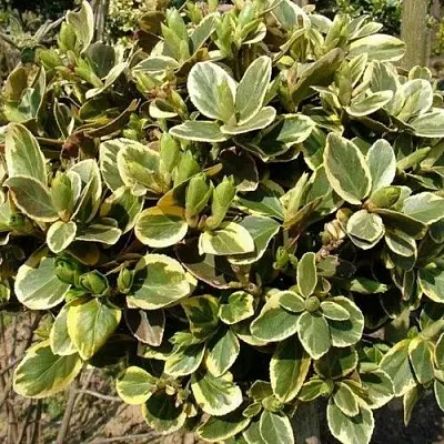 Бересклет КАНАДЕЙЛ ГОЛД   Бересклет КАНАДЕЙЛ ГОЛД  в Липецке