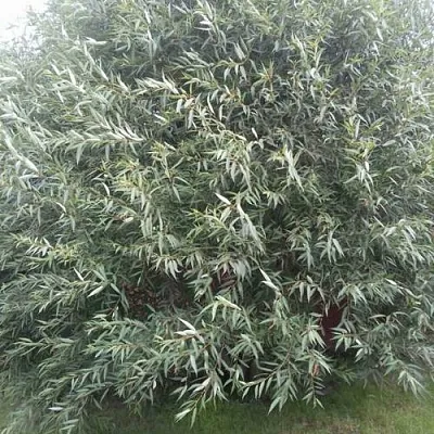 Ива СЕРЕБРИСТАЯ  Ива СЕРЕБРИСТАЯ в Липецке