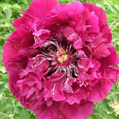 Пион ПУРПУРНЫЙ ОКЕАН древовидный  Пион ПУРПУРНЫЙ ОКЕАН древовидный в Липецке