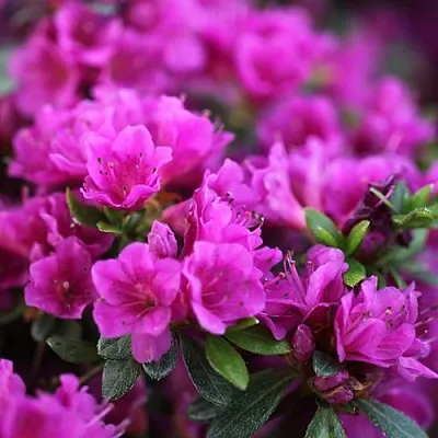 Азалия ХИРОКА японская  Азалия ХИРОКА японская в Липецке