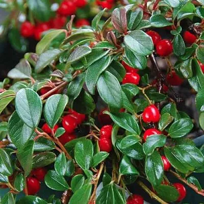 Кизильник Даммера  Кизильник Даммера в Липецке