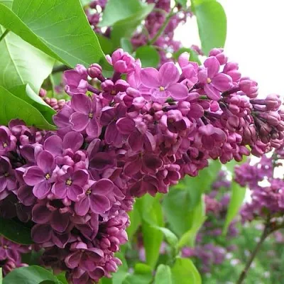 Сирень ДЕНЬ ПОБЕДЫ  Сирень ДЕНЬ ПОБЕДЫ в Липецке