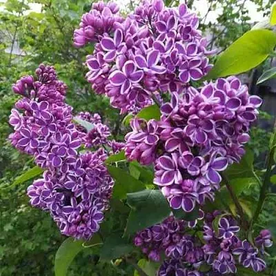 Сирень СЕНСАЦИЯ  Сирень СЕНСАЦИЯ в Липецке