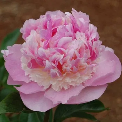 Пион ЭНДЖЕЛ ЧИКС травянистый  Пион ЭНДЖЕЛ ЧИКС травянистый в Липецке