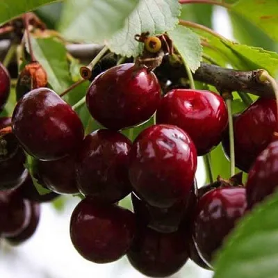 Вишня НОВОДВОРСКАЯ в Липецке