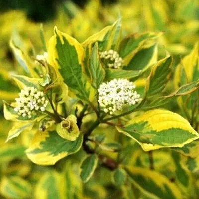 Дерен  Дерен в Липецке