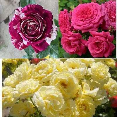 Комплект РОЗОВЫЙ АКЦЕНТ в Липецке