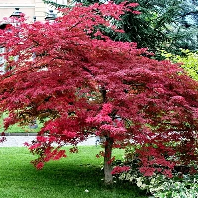 Клен пальмолистный  Клен пальмолистный в Липецке