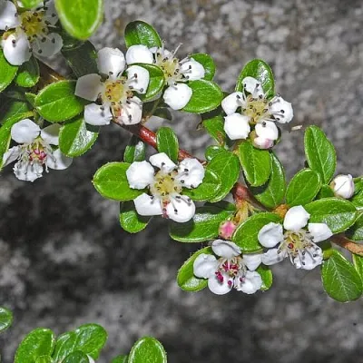Кизильник ТАНГСТЕДТ горизонтальный   Кизильник ТАНГСТЕДТ горизонтальный  в Липецке