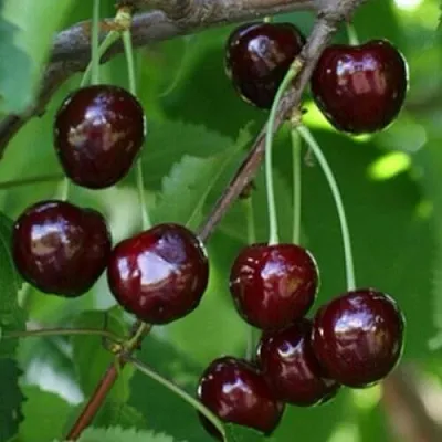 Черешня НАРОДНАЯ  Черешня НАРОДНАЯ в Липецке