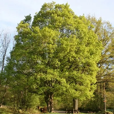 Клен полевой  Клен полевой в Липецке