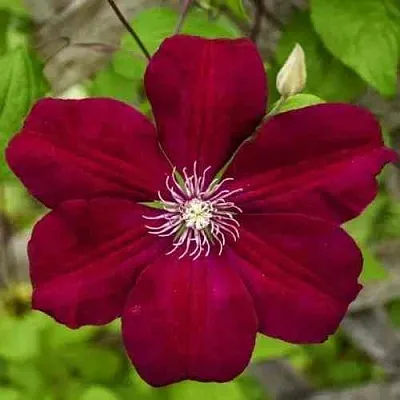 Клематис РУЖ КАРДИНАЛ  Клематис РУЖ КАРДИНАЛ в Липецке