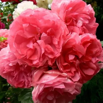 Саженцы роз РОЗЕУМ ЮТЕРСОН плетистая — описание сорта Саженцы роз РОЗЕУМ ЮТЕРСОН плетистая в Липецке