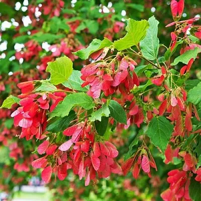 Клен татарский  Клен татарский в Липецке