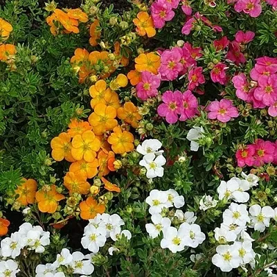 Лапчатка  Лапчатка в Липецке