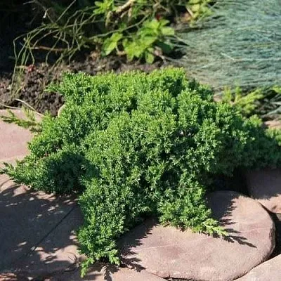 Можжевельник АВАСИ лежачий  Можжевельник АВАСИ лежачий в Липецке