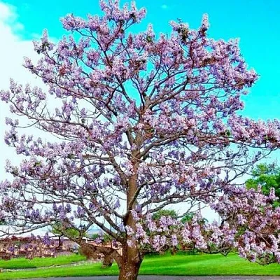 Павловния в Липецке