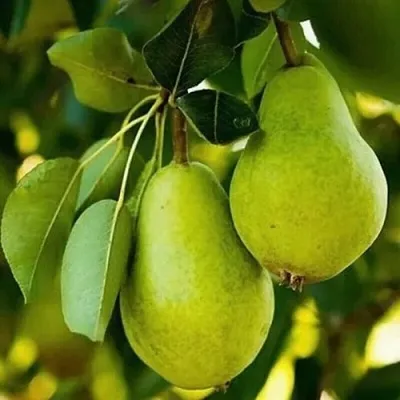 Груша СЕВЕРЯНКА колонновидная  Груша СЕВЕРЯНКА колонновидная в Липецке