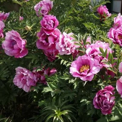 Пион ВРАТА ХРАМА древовидный  — описание сорта Пион ВРАТА ХРАМА древовидный  в Липецке