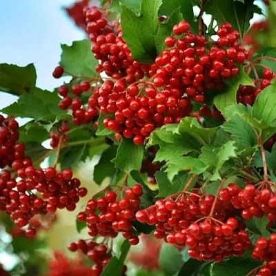 Калина ТАЕЖНЫЕ РУБИНЫ  Калина ТАЕЖНЫЕ РУБИНЫ в Липецке