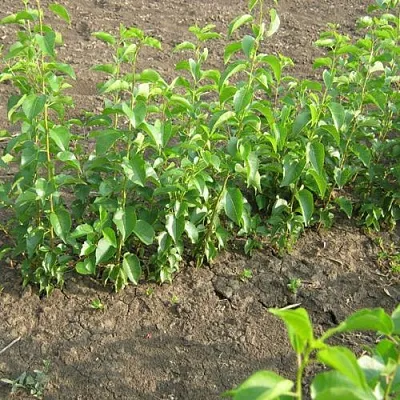 Подвой вишни АНТИПКА в Липецке