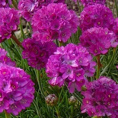 Армерия МОНИНГ СТАР ДИП РОУЗ  Армерия МОНИНГ СТАР ДИП РОУЗ в Липецке