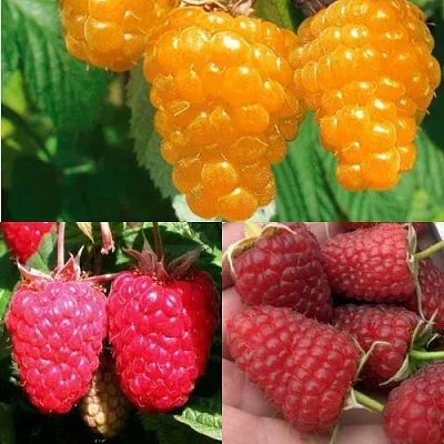 Комплект ЗОЛОТАЯ МАЛИНА в Липецке