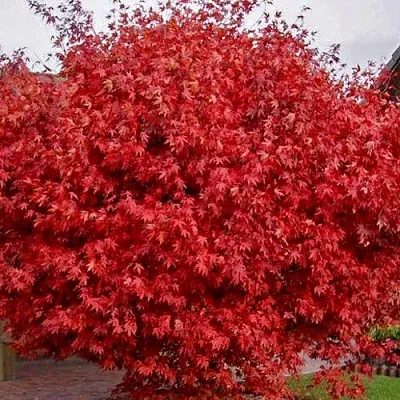 Клен гиннала   Клен гиннала  в Липецке