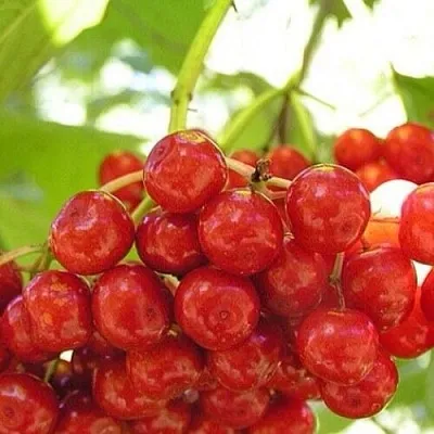 Калина КИЕВСКАЯ САДОВАЯ  Калина КИЕВСКАЯ САДОВАЯ в Липецке