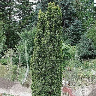 Тис ФАСТИГИАТА РОБУСТА  ягодный   Тис ФАСТИГИАТА РОБУСТА  ягодный  в Липецке