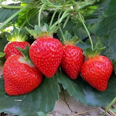 Клубника ТЕА в Липецке