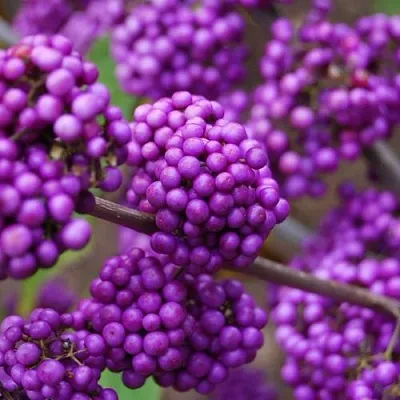 Красивоплодник  Красивоплодник в Липецке