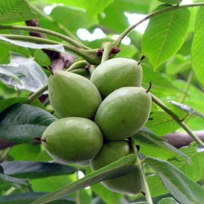 Орех маньчжурский МИЧУРИНЕЦ  Орех маньчжурский МИЧУРИНЕЦ в Липецке