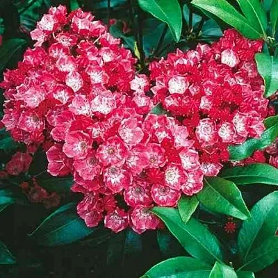 Кальмия КАРДИНАЛ  Кальмия КАРДИНАЛ в Липецке