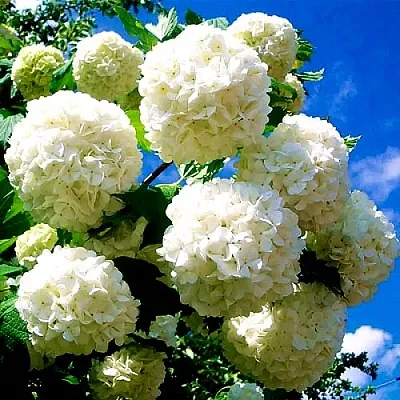 Калина БУЛЬДЕНЕЖ  Калина БУЛЬДЕНЕЖ в Липецке