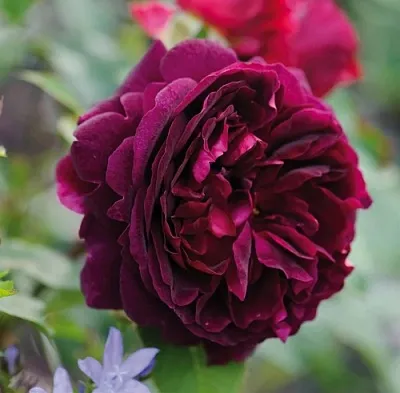 Саженцы роз МАНСТЕД ВУД английская  Саженцы роз МАНСТЕД ВУД английская в Липецке