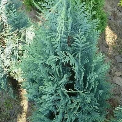 Кипарисовик КОЛУМНАРИС лавсона  Кипарисовик КОЛУМНАРИС лавсона в Липецке