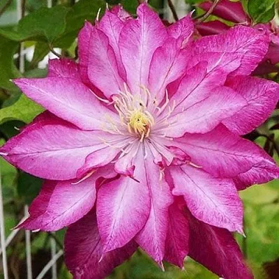 Клематис КАЕН  Клематис КАЕН в Липецке