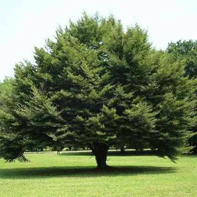 Бук обыкновенный в Липецке