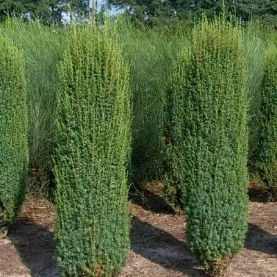Можжевельник ХИБЕРНИКА обыкновенный  Можжевельник ХИБЕРНИКА обыкновенный в Липецке