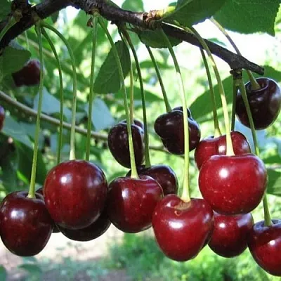 Вишня БЫСТРИНКА в Липецке