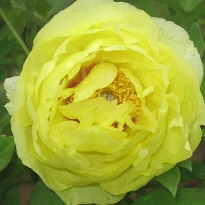 Пион ЗОЛОТО ПОДНЕБЕСНОЙ древовидный  Пион ЗОЛОТО ПОДНЕБЕСНОЙ древовидный в Липецке