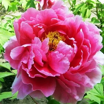 Пион ВОСХОД СОЛНЦА древовидный  Пион ВОСХОД СОЛНЦА древовидный в Липецке