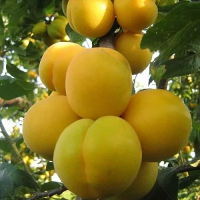 Слива ЛОДВА в Липецке