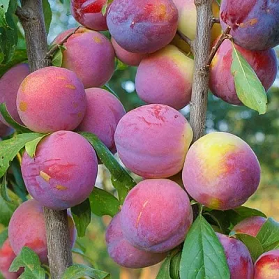 Слива КОЛОННОВИДНАЯ в Липецке