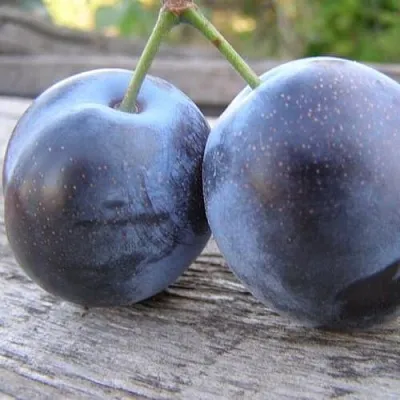 Слива БЛЮФРИ в Липецке