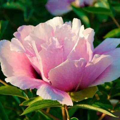 Пион ВРАТА ХРАМА древовидный  — описание сорта Пион ВРАТА ХРАМА древовидный  в Липецке